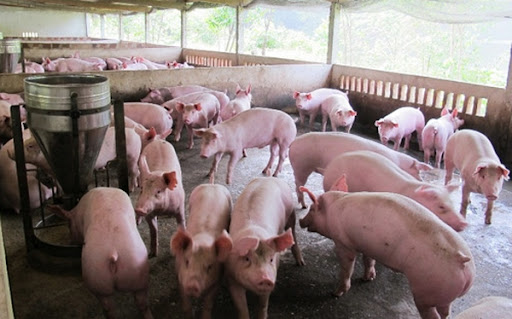 Giá lợn hơi hôm nay 29/8: Đi ngang sau 1 tuần biến động trái chiều, dao động 50.000 - 56.000 đồng/kg