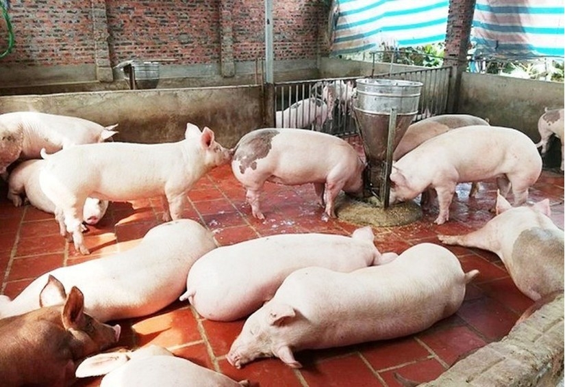 Giá lợn hơi hôm nay 30/8: Tăng rải rác 1.000 đồng/kg, cả nước giao dịch trong khoảng 50.000 - 56.000 đồng/kg