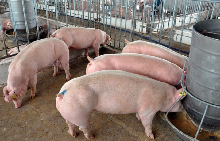 Giá lợn hôm nay 10/9: Bạc Liêu thấp nhất cả nước với 48.000 đồng/kg
