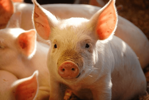 Giá lợn hôm nay 12/9: Điều chỉnh 1.000 - 5.000 đồng/kg so với cuối tuần trước