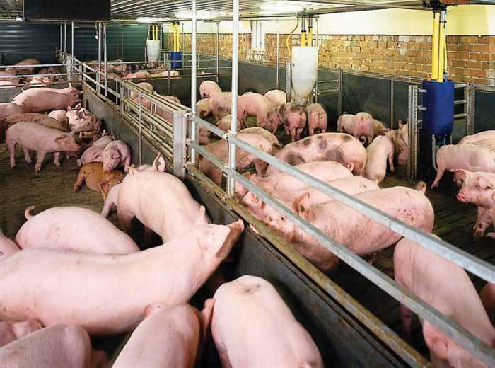 Giá lợn hôm nay 15/9: Đồng loạt giảm ở cả 3 miền, Khánh Hòa cao nhất chỉ 53.000 đồng/kg