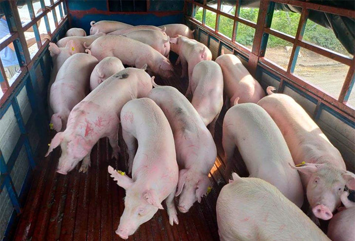 Giá lợn hôm nay 17/8: Miền Nam tăng nhiều nhất 3.000 đồng/kg