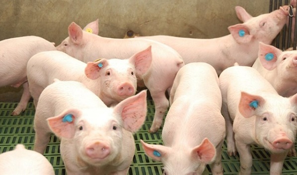 Giá lợn hôm nay 20/9: Đồng loạt đứng yên tại chỗ, Bắc Giang thấp nhất với 47.000 đồng/kg