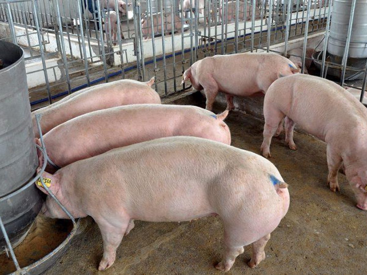 Giá lợn hôm nay 23/08: Không có nhiều sự biến động, Hà Nội thúc đẩy sản xuất chăn nuôi