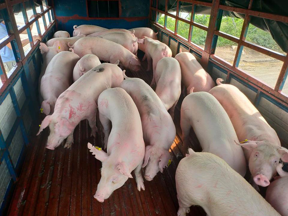 Giá lợn hôm nay 31/8: Điều chỉnh 1.000 - 3.000 đồng/kg, Bình Định tiếp tục thấp nhất cả nước với 50.000 đồng/kg