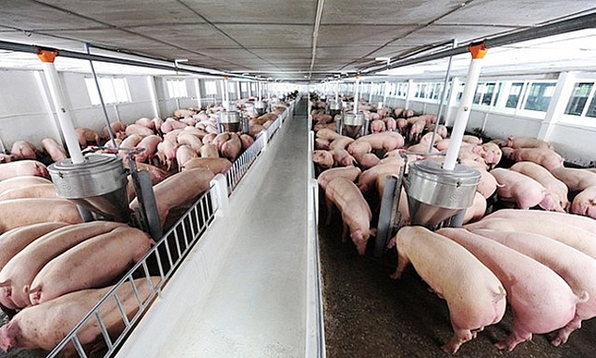 Giá lợn hôm nay 5/9: Giảm 1.000 - 6.000 đồng so với phiên giao dịch cuối tuần trước