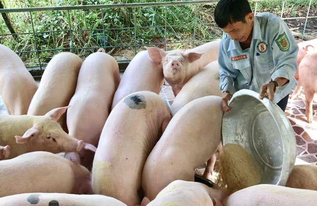 Giá lợn hôm nay 9/9: Tăng giảm 1.000 đồng/kg ở một số địa phương