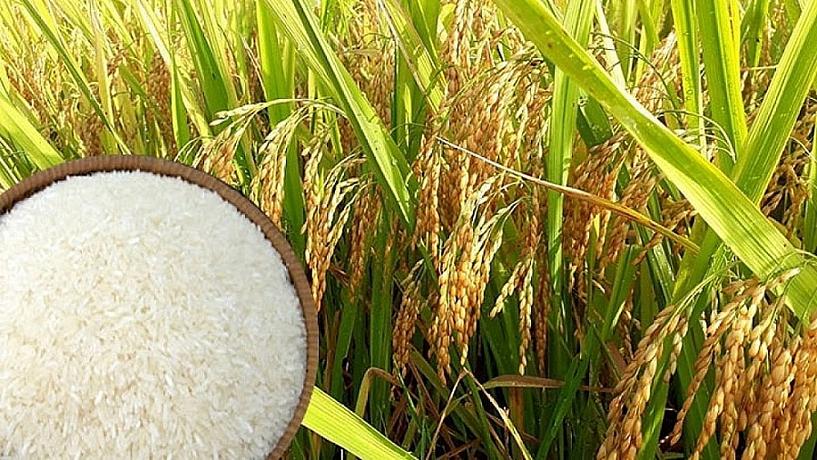 Giá lúa gạo hôm nay 14/9: Giá lúa tiếp tục duy trì ổn định, nếp vỏ tươi đạt 4.200 - 4.300 đồng/kg
