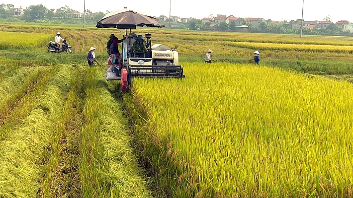 Giá lúa gạo hôm nay 17/8 đồng loạt giảm 200 đồng, giá gạo đi ngang