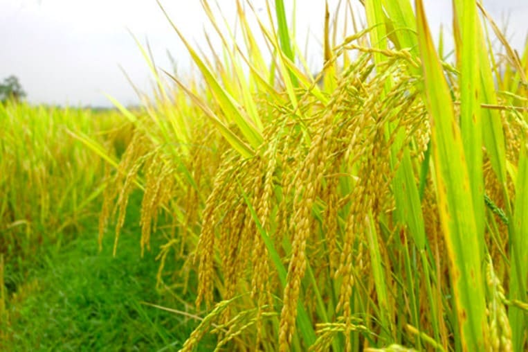 Giá lúa gạo hôm nay 18/9: Lúa ổn định trong khi giá gạo bật tăng mạnh phiên cuối tuần