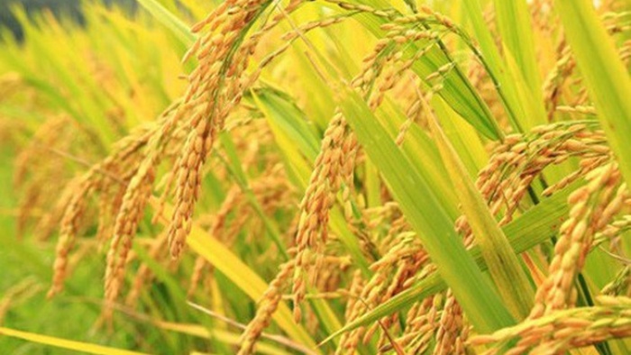 Giá lúa gạo hôm nay 25/8/2021: Giá lúa bất ngờ tăng mạnh 