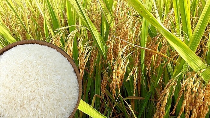 Giá lúa gạo hôm nay 27/8/2021: Tăng 50 - 200 đồng/kg 