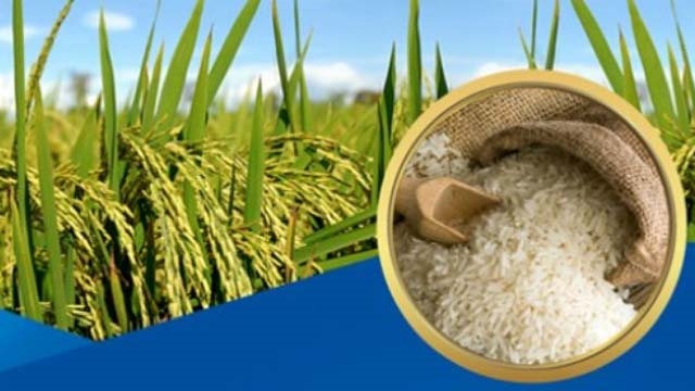 Giá lúa gạo hôm nay 31/7: Ảnh hưởng mạnh mẽ từ giãn cách xã hội giá gạo quay đầu sụt giảm