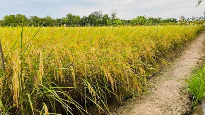 Giá lúa gạo hôm nay 4/9/2021: Giữ đà tăng, nhiều địa phương tích cực hỗ trợ thu mua thóc gạo