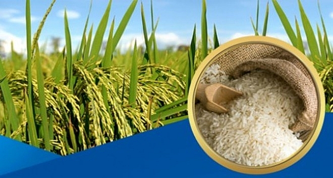 Giá lúa gạo hôm nay 7/10: Giá xuất khẩu tăng vọt