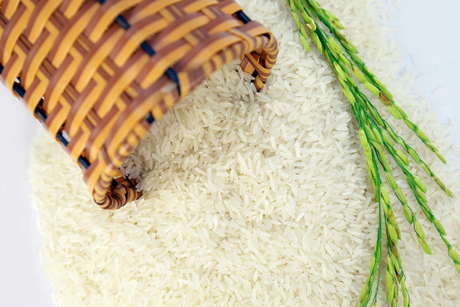 Giá lúa gạo hôm nay 8/9: Giá lúa quay đầu giảm, gạo ổn định sau phiên tăng mạnh