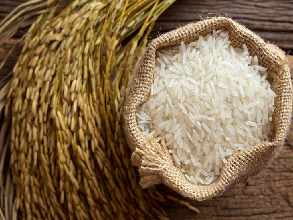 Giá lúa gạo hôm nay 9/9: Lúa nếp giảm nhẹ 100 đồng/kg, giá gạo đồng loạt biến động trái chiều