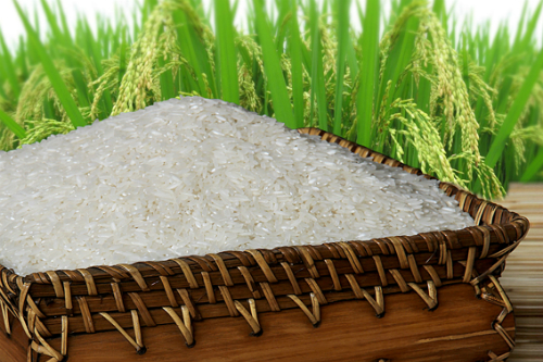 Giá lúa gạo hôm nay ngày 8/11: Giá lúa ổn định, giá gạo tăng 100 đồng/kg