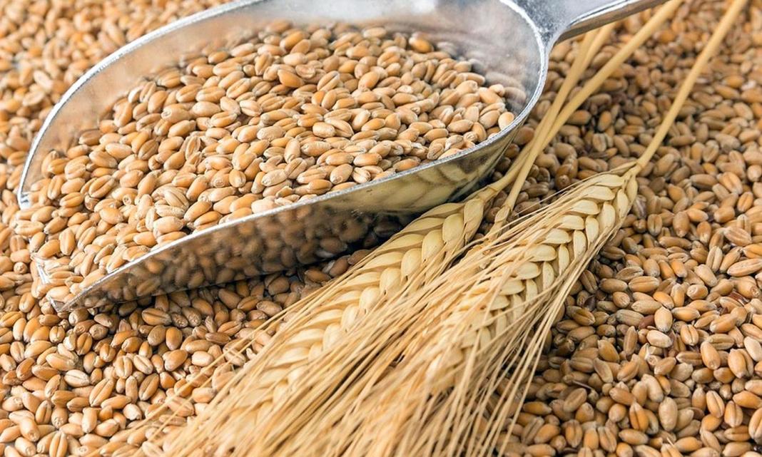 Giá ngũ cốc hôm nay 6/11: Lúa mì giảm mạnh, đậu tương chững lại 