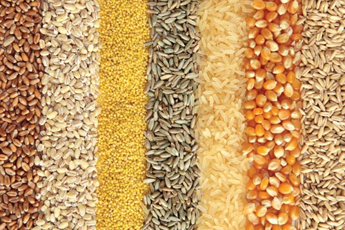 Giá nông sản hôm nay 10/3: Giá lúa mì giảm bởi căng thẳng Nga – Ukraine