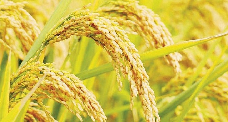 Giá nông sản hôm nay 11/1: Giá lúa giảm; giá mít Thái tăng 