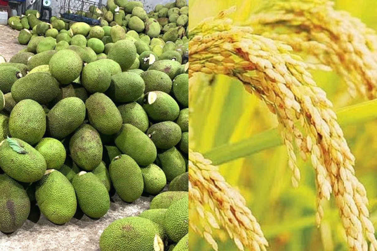 Giá nông sản hôm nay 11/3: Giá lúa gạo tăng mạnh; giá mít Thái đi ngang 