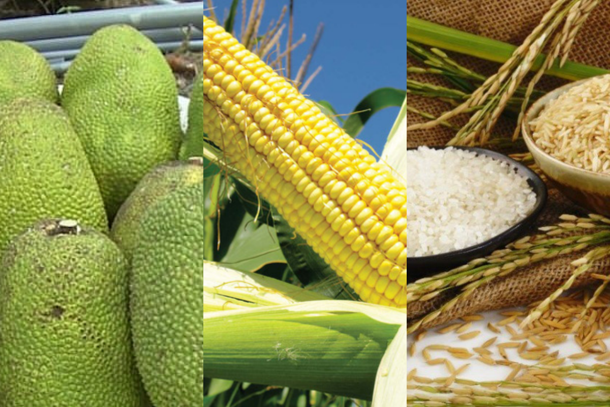 Giá nông sản hôm nay 13/12: Giá mít Thái vẫn ở mức thấp; giá lúa gạo giảm 