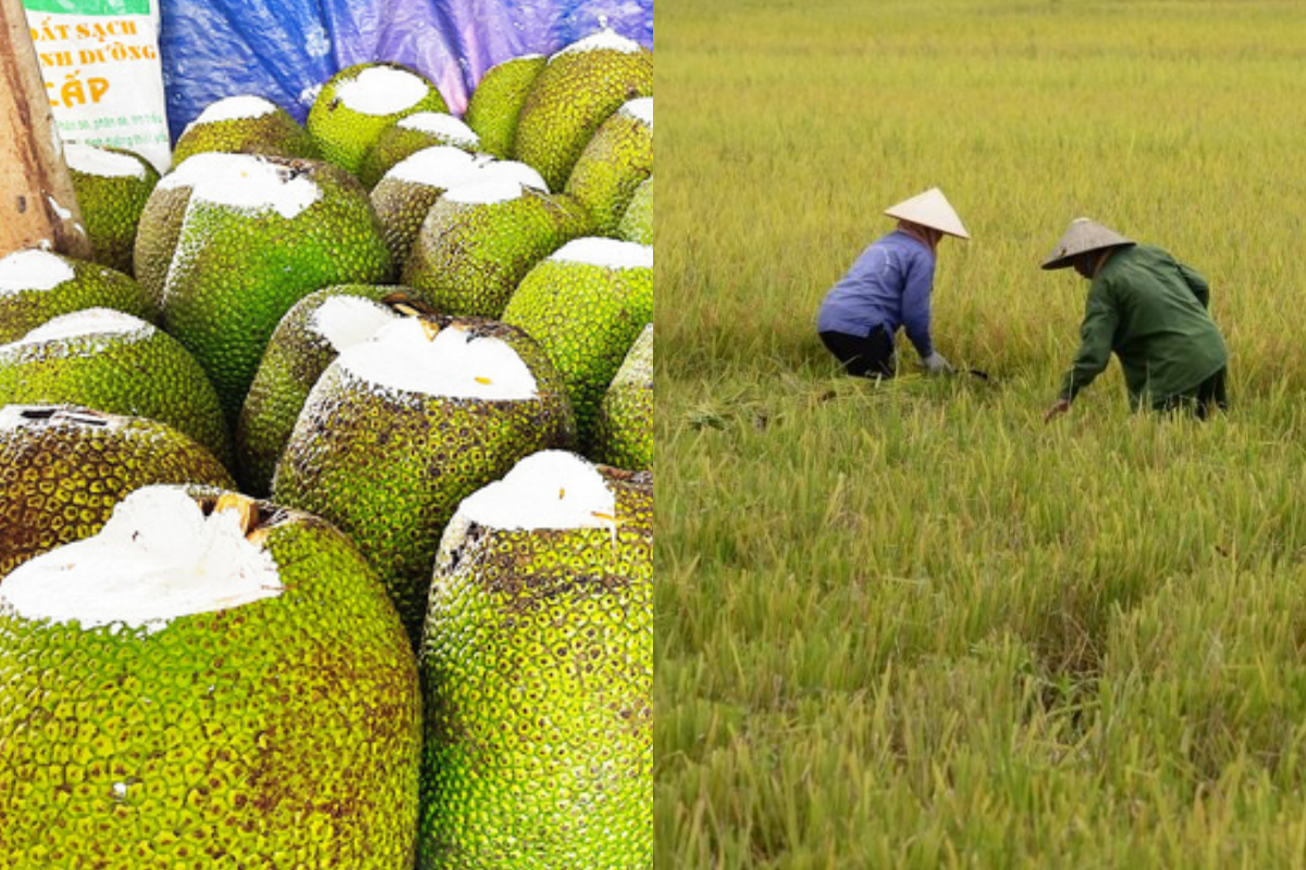 Giá nông sản hôm nay 15/2: Giá mít Thái, giá lúa giảm mạnh 