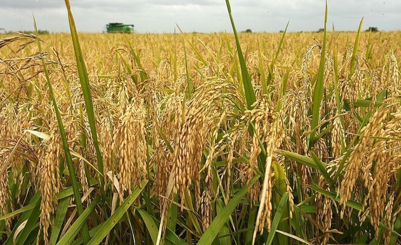 Giá nông sản hôm nay 16/3: Giá lúa gạo giảm; ngũ cốc tăng mạnh 