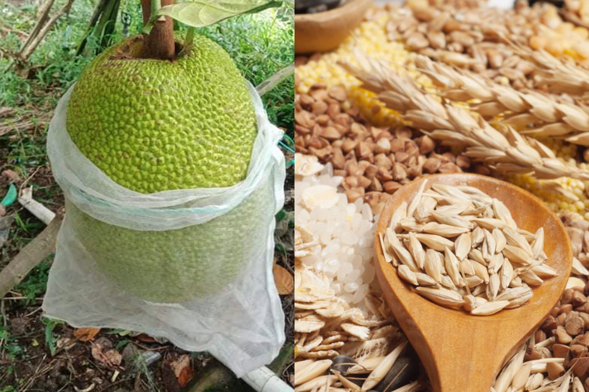 Giá nông sản hôm nay 27/2: Giá mít Thái giảm mạnh; thị trường ngũ cốc biến động 