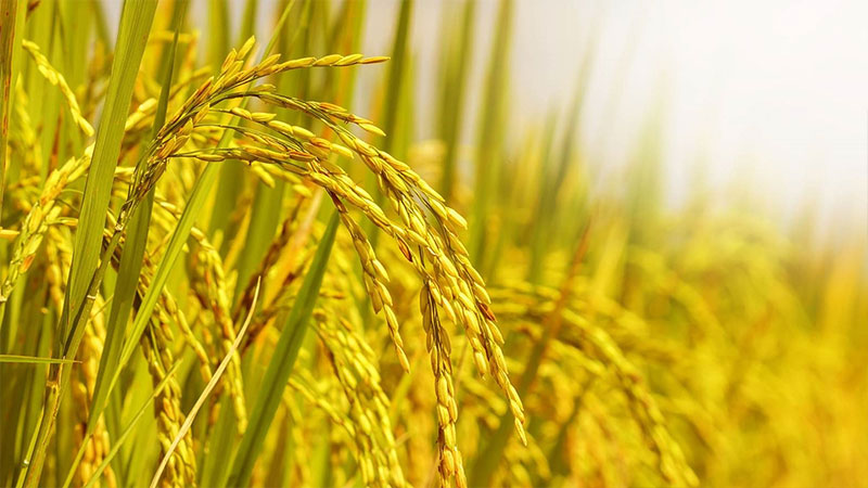 Giá nông sản hôm nay 6/4: Giá lúa gạo tiếp tục giảm; mít Thái chững giá 
