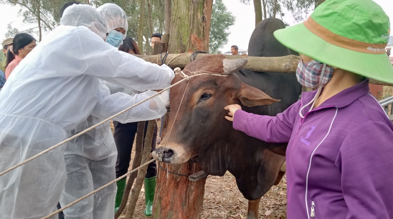 Số lượng trâu bò mắc bệnh viêm da nổi cục giảm mạnh sau tiêm vaccine