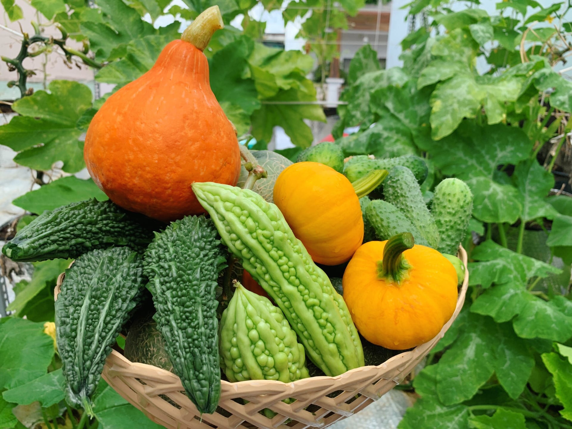 Gợi ý cách trồng rau trên sân thượng, đơn giản mà bội thu