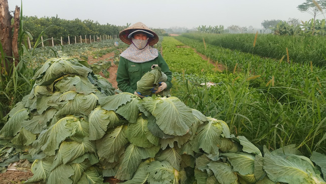 Hà Nội: Rau xanh được mùa, nhưng mất giá chỉ còn 1.000 đồng/kg 