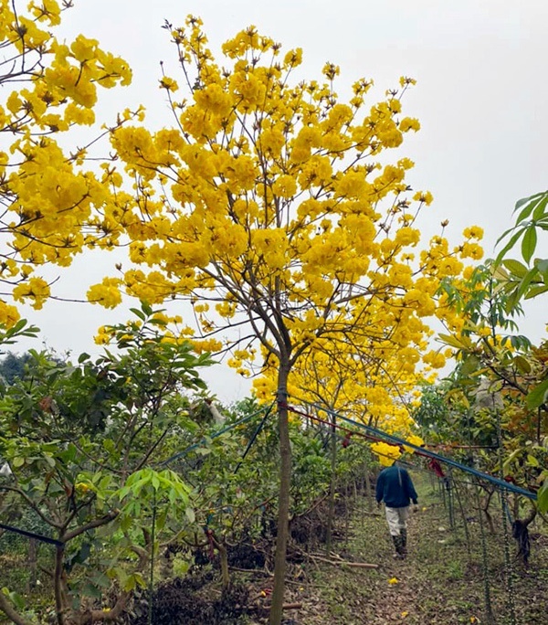 Hà Nội: Rộ phong trào trồng hoa phong linh, giá 5 triệu đồng/cây 