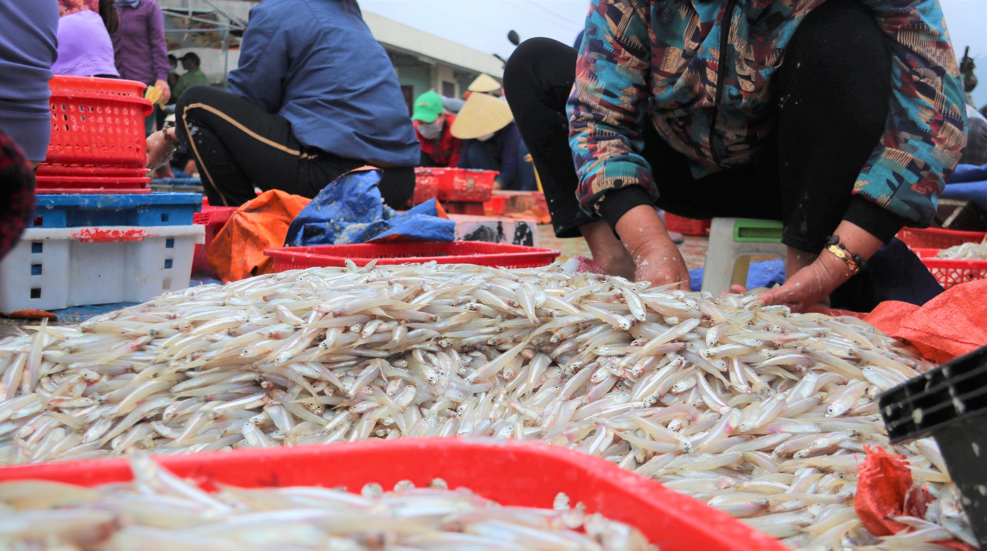 Hà Tĩnh: Ngư dân trúng đậm hàng tấn cá trích, cá cơm, cá đù