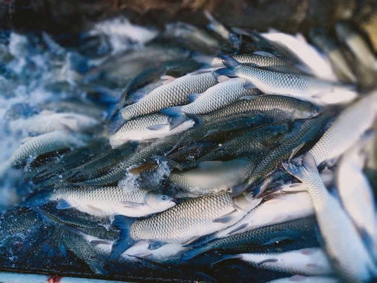 Hải Dương: Cá lồng bè giá thấp, thức ăn tăng cao khiến ngư dân lao đao