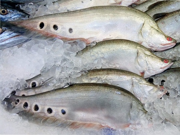 Hậu Giang: Giá cá thát lát xuống thấp kỷ lục, nông dân lỗ nặng  