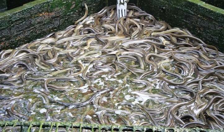 Hậu Giang: Lươn tồn đọng, giá giảm sâu, người nuôi trầy trật