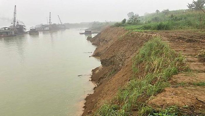Hơn 1.400 ha bưởi Đoan Hùng có nguy cơ mất trắng do sông Lô sạt lở