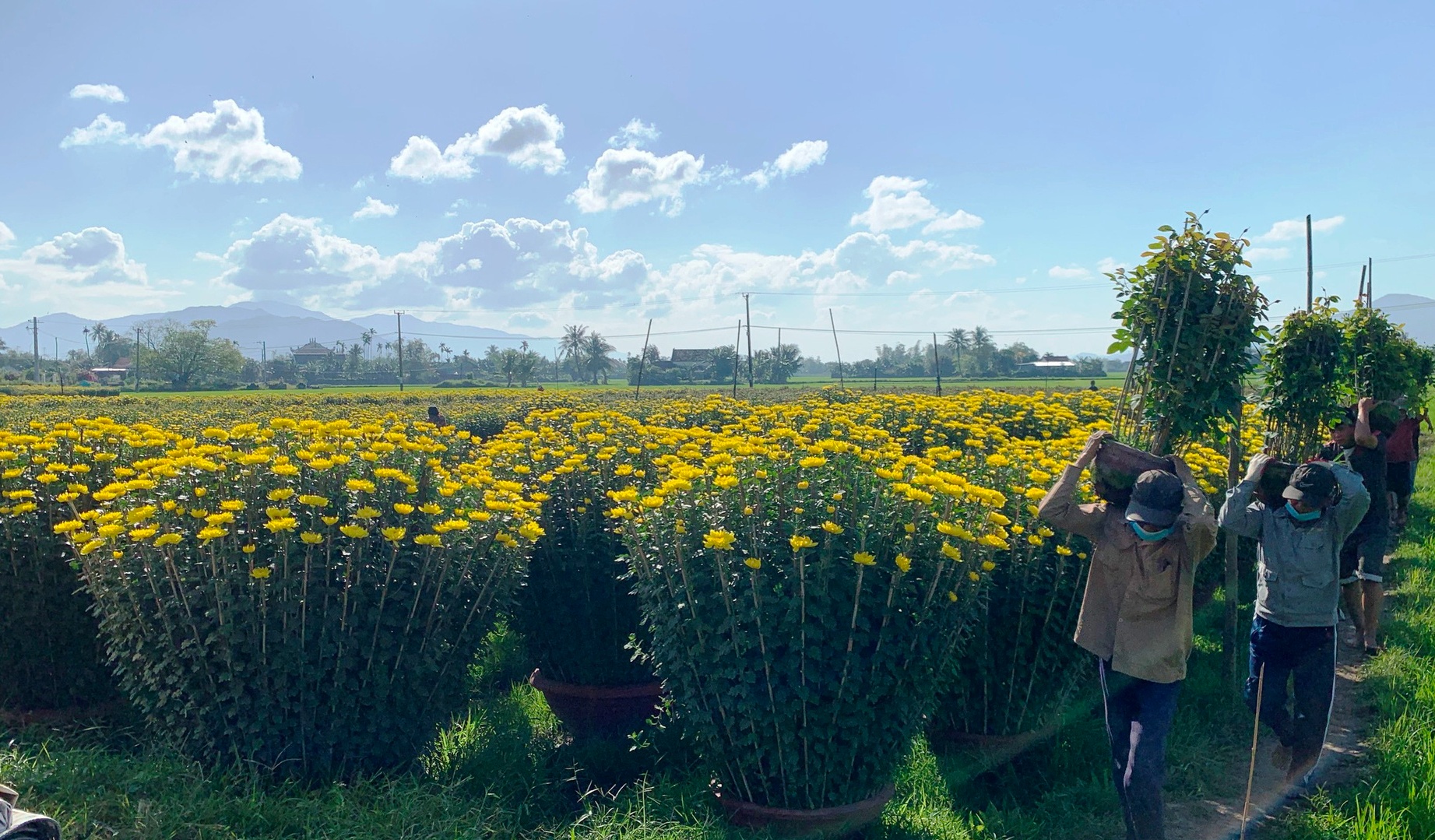 Khánh Hòa: Hoa cúc vàng đại đóa cao hơn 1m, được săn lùng ráo riết dịp Tết 