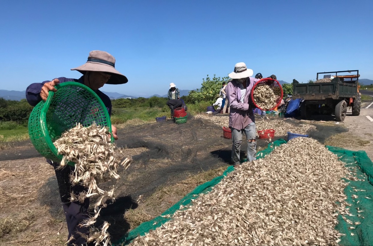 Khánh Hòa: Vào vụ thu hoạch củ kiệu Tết, nông dân thấp thỏm đầu ra 