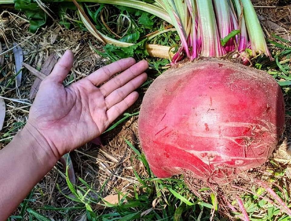 Bật mí cách trồng cây không phân bón mà vẫn thu hoạch được các loại quả siêu to 'khổng lồ' của mẹ Việt ở Australia