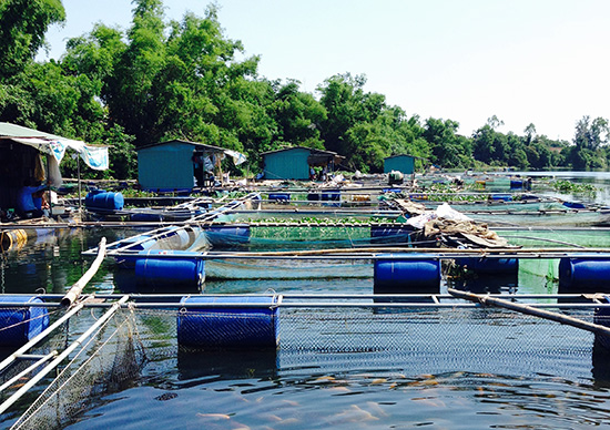 Kiên Giang: Hàng trăm tấn cá lồng bè chưa có đầu ra