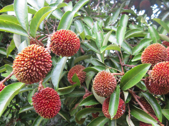 Lạ mắt loại quả đặc sản Malaysia với hình dáng gai góc kỳ lạ