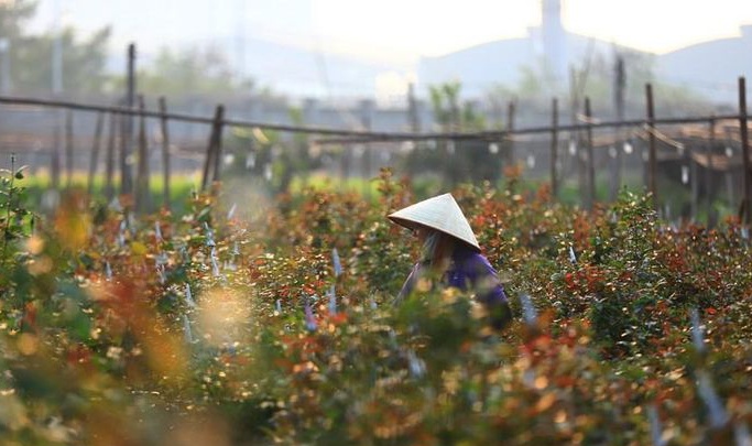 Làng hoa Tây Tựu lớn nhất Hà Nội tấp nập vào mùa phục vụ Tết