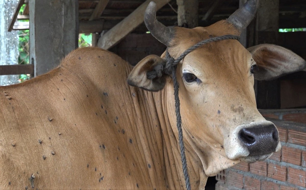 Long An: Tiêm vắc-xin phòng dịch viêm da nổi cục cho bò gặp khó khăn do giãn cách