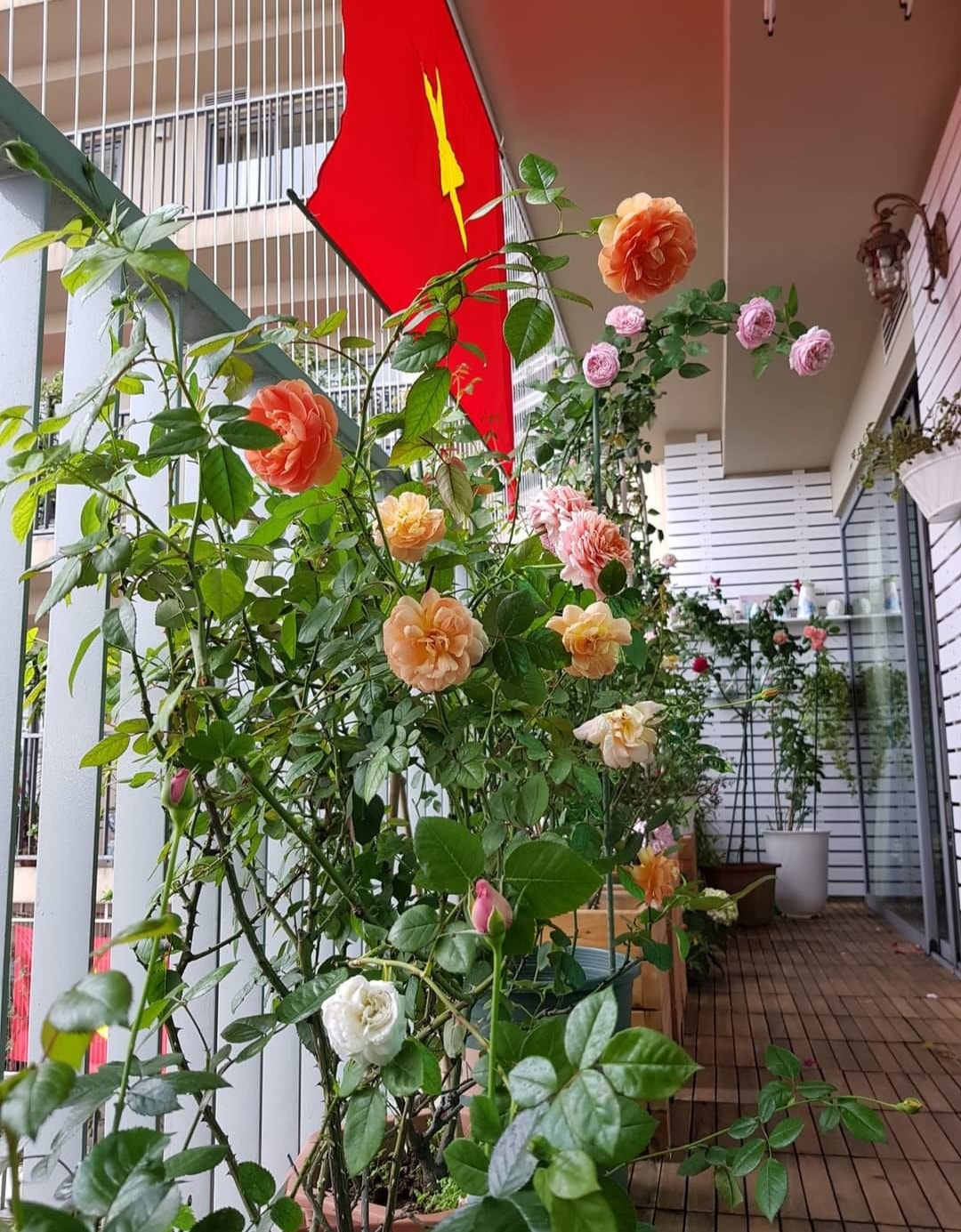 Mách bạn cách trồng hoa hồng tại nhà, vừa thơm lại vừa đẹp rực rỡ