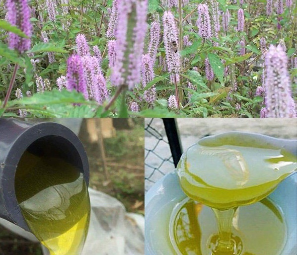 Mật ong bạc hà đặc sản Hà Giang, giá 1 triệu đồng/lít, nông dân lãi hàng trăm tỷ mỗi năm 