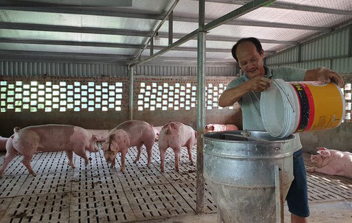 Nam Định: Nuôi lợn cho ăn sâm, nghe nhạc trữ tình giúp anh nông dân bán đắt hàng giữa mùa dịch